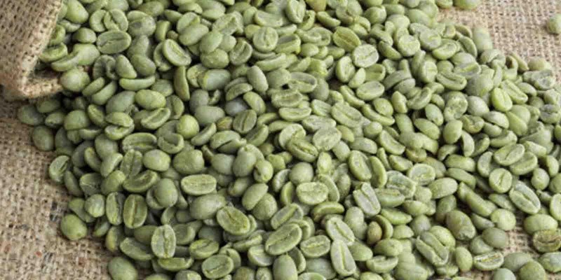 GRÃO DE CAFÉ VERDE: ALIADO PARA PERDER PESO