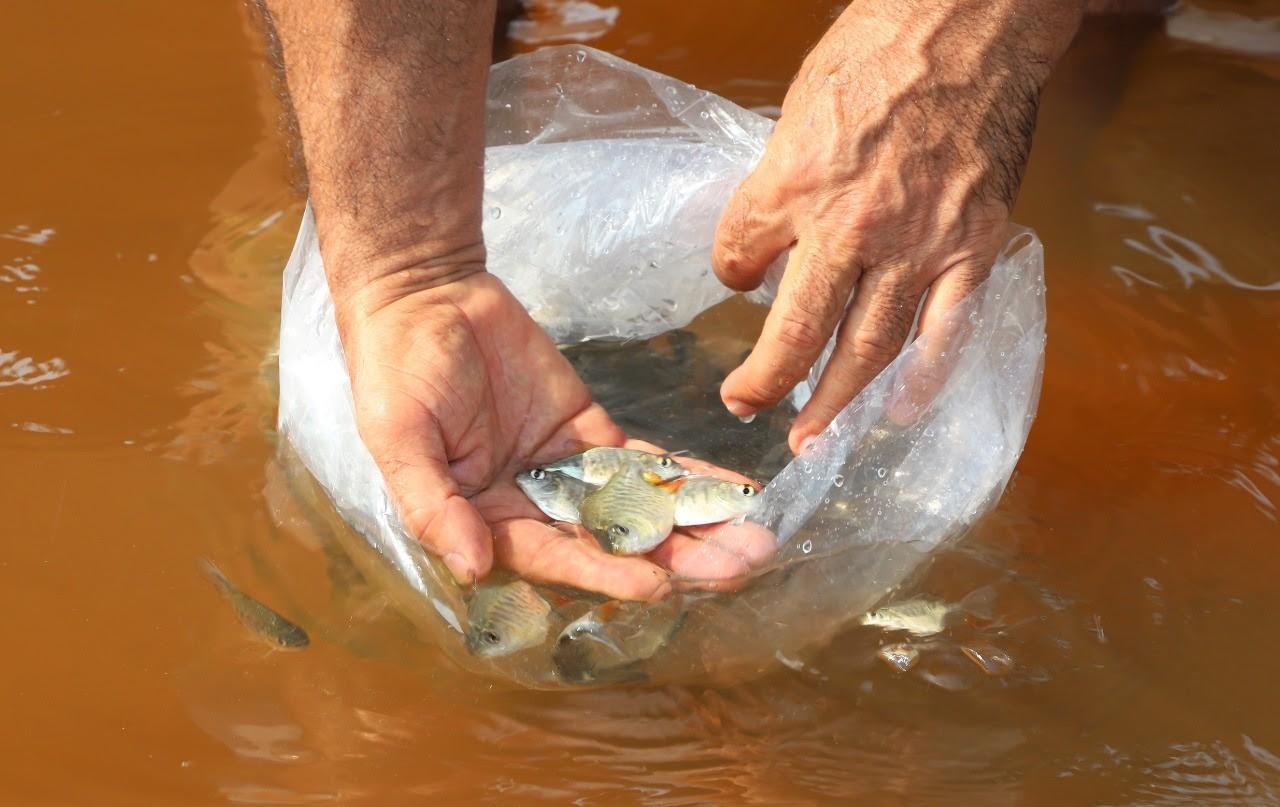 PROJETO LAGO VIVO 
